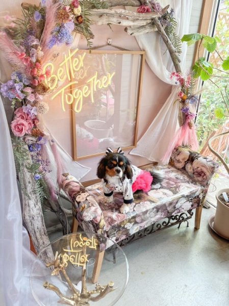 画像4:  30％OFF 【CAVA TEE】COCO RIBBON (4)