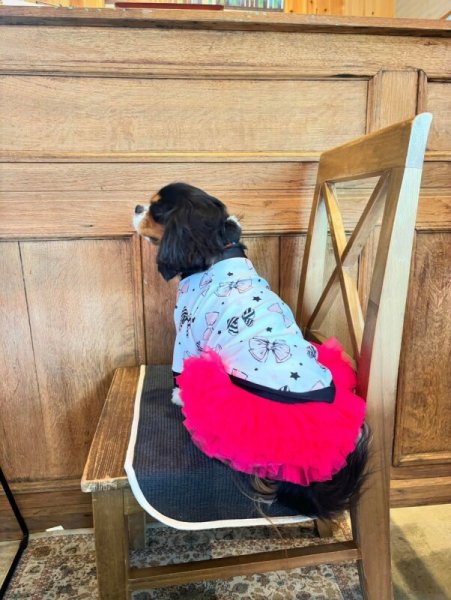 画像5:  30％OFF 【CAVA TEE】COCO RIBBON (5)