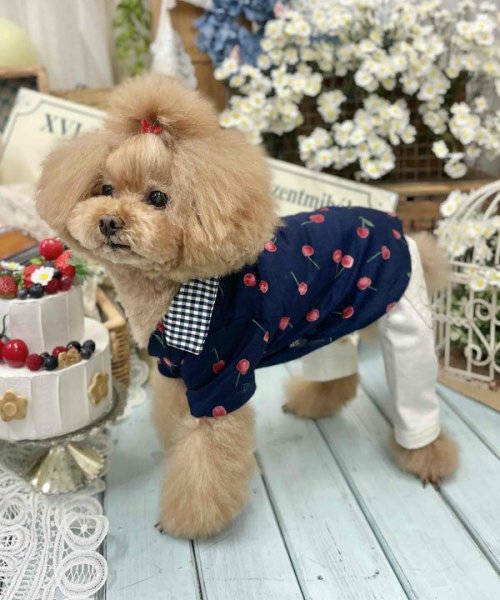 画像6:  【30％OFF】 【as know as de wan】ＮチェリーギンガムＳＨ (6)