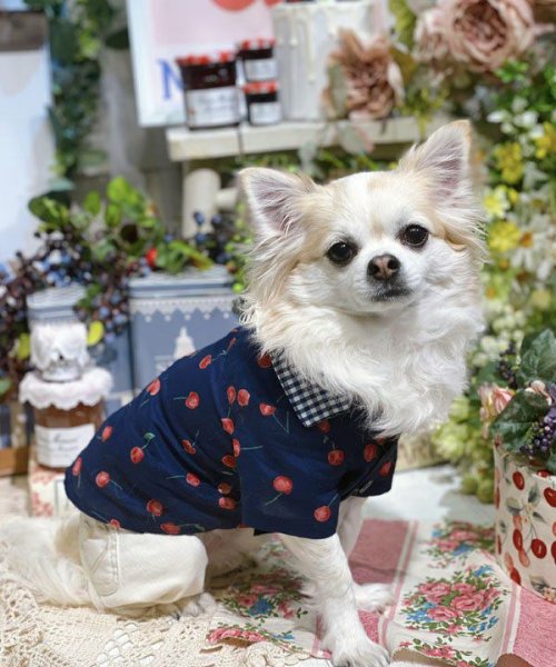 画像9:  【30％OFF】 【as know as de wan】ＮチェリーギンガムＳＨ (9)