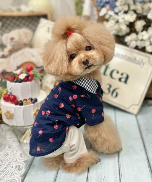 画像5:  【30％OFF】 【as know as de wan】ＮチェリーギンガムＳＨ (5)