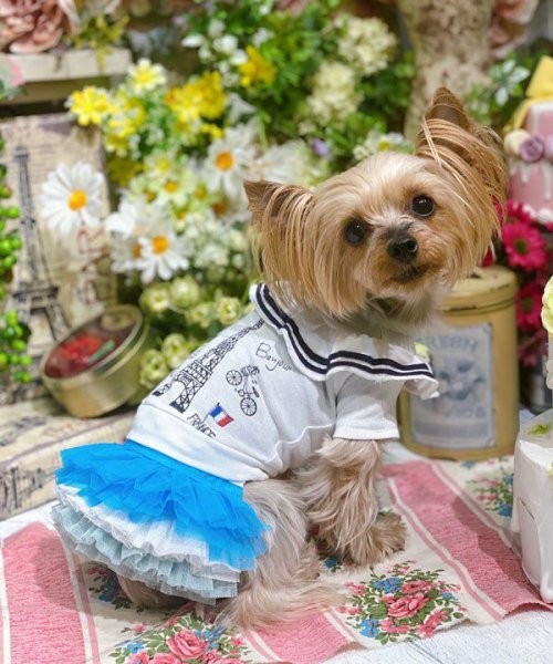 画像7:  【30％OFF】 【as know as de wan】ＮオーシャンチュチュＳＫ (7)