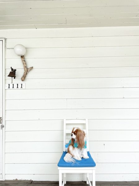 画像17:  【30％OFF】 【as know as de wan】ＮオーシャンチュチュＳＫ (17)