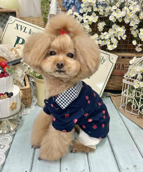 画像7:  【30％OFF】 【as know as de wan】ＮチェリーギンガムＳＨ (7)