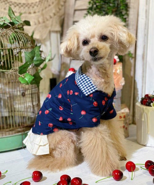 画像10:  【30％OFF】 【as know as de wan】ＮチェリーギンガムＳＨ (10)