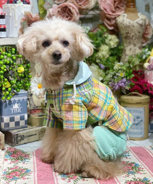 画像6:  【30%OFF】 【as know as de wan】 NオーシャンパイルSPT (6)