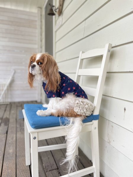 画像3:  【30％OFF】 【as know as de wan】ＮチェリーギンガムＳＨ (3)