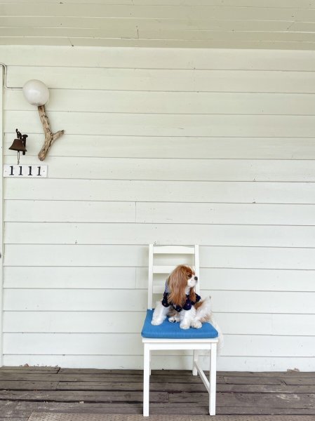 画像4:  【30％OFF】 【as know as de wan】ＮチェリーギンガムＳＨ (4)