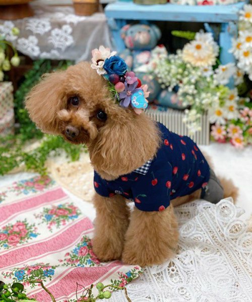 画像12:  【30％OFF】 【as know as de wan】ＮチェリーギンガムＳＨ (12)