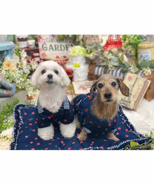 画像13:  【30％OFF】 【as know as de wan】ＮチェリーギンガムＳＨ (13)