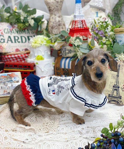 画像12:  【30％OFF】 【as know as de wan】ＮオーシャンチュチュＳＫ (12)