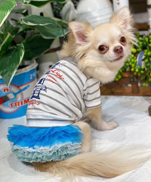 画像5:  【30％OFF】 【as know as de wan】ＮオーシャンチュチュＳＫ (5)