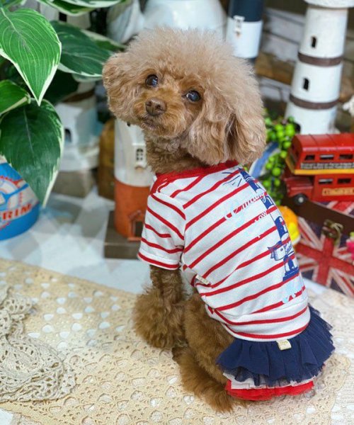 画像10:  【30％OFF】 【as know as de wan】ＮオーシャンチュチュＳＫ (10)