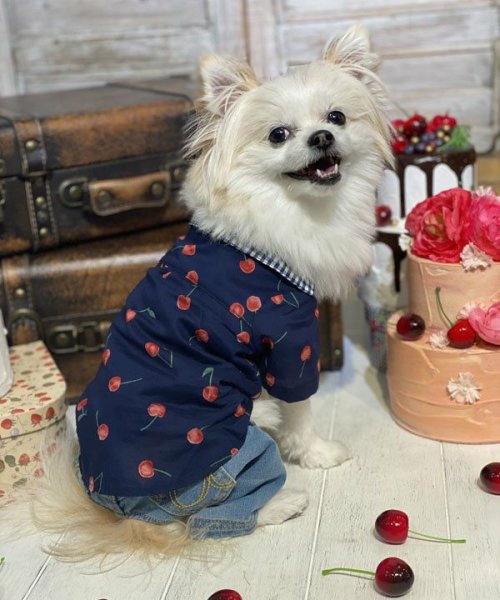 画像11:  【30％OFF】 【as know as de wan】ＮチェリーギンガムＳＨ (11)