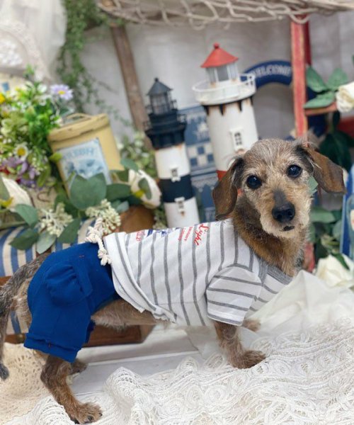 画像8:  【30%OFF】 【as know as de wan】 NオーシャンパイルSPT (8)