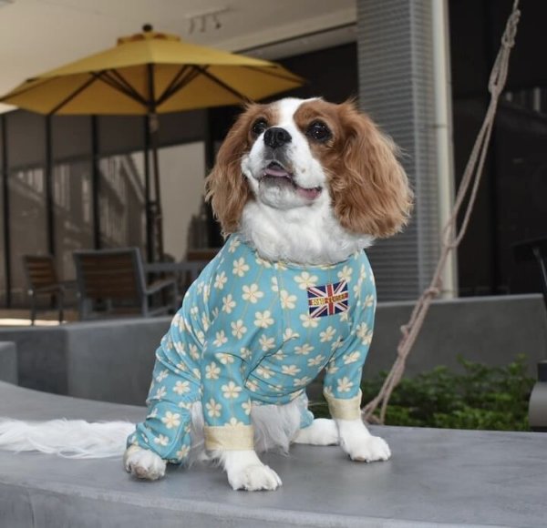 画像4: 【キャバスーツ LIMITED】アルハンブラ (4)