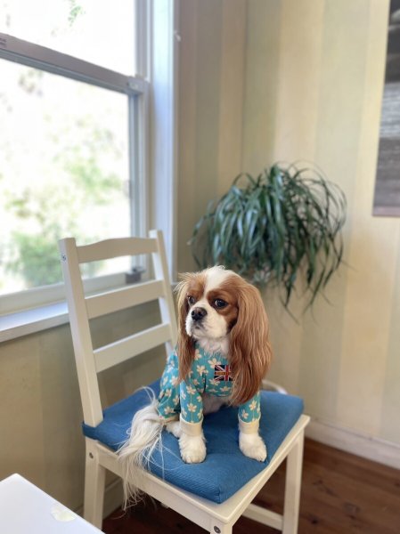 画像9: 【キャバスーツ LIMITED】アルハンブラ (9)