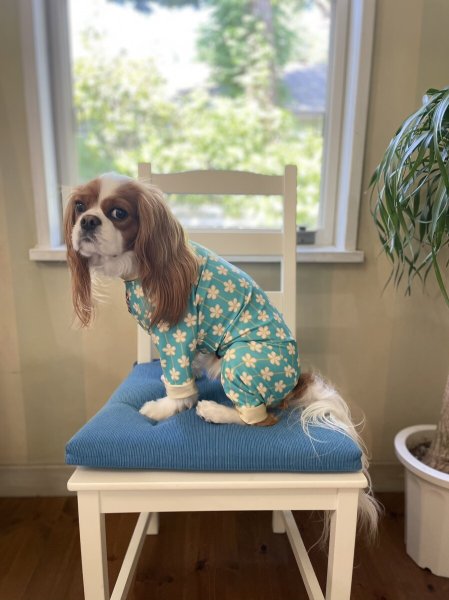 画像10: 【キャバスーツ LIMITED】アルハンブラ (10)