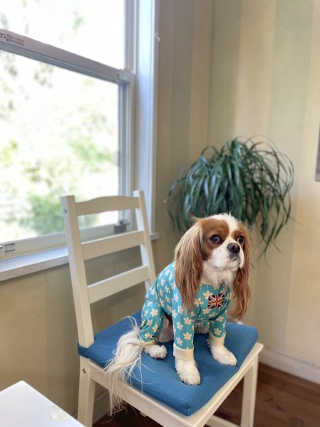 画像8: 【キャバスーツ LIMITED】アルハンブラ (8)