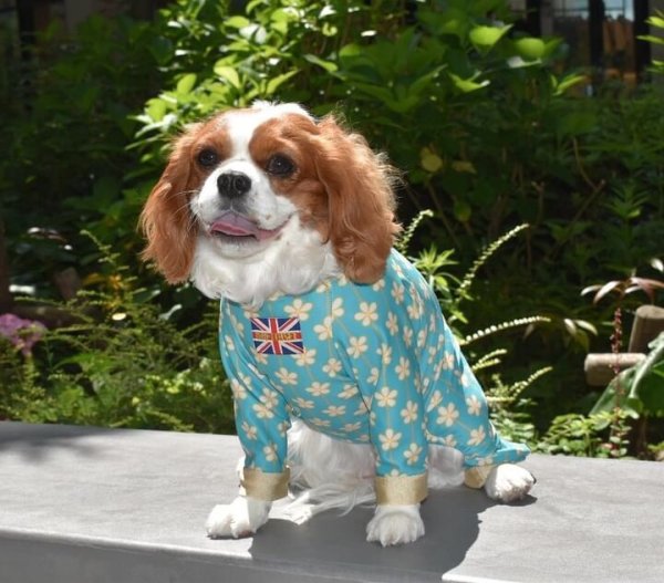 画像6: 【キャバスーツ LIMITED】アルハンブラ (6)