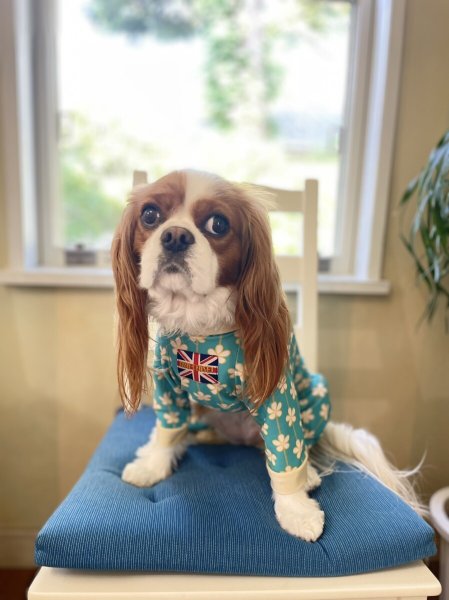 画像7: 【キャバスーツ LIMITED】アルハンブラ (7)