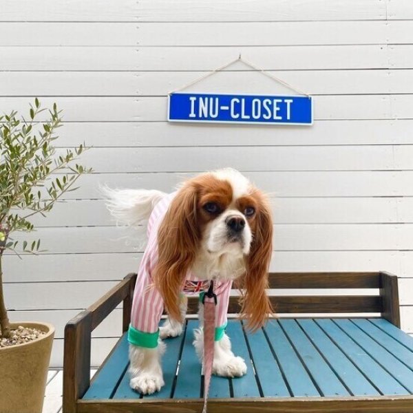 画像6:  10％OFF 【キャバスーツ LIMITED】CANDY SHOP (6)