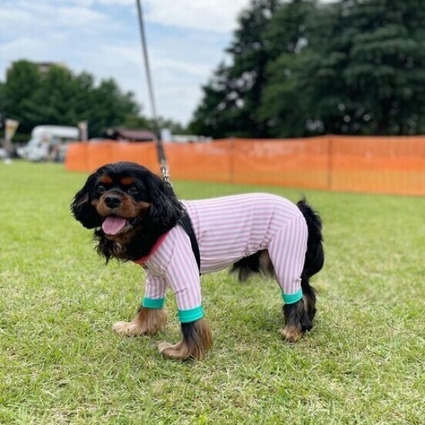 画像5:  10％OFF 【キャバスーツ LIMITED】CANDY SHOP (5)