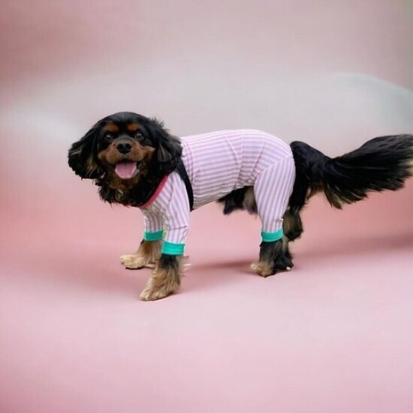 画像4:  10％OFF 【キャバスーツ LIMITED】CANDY SHOP (4)