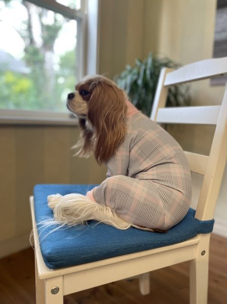 画像7:  10％OFF 【キャバスーツ LIMITED】official pink (7)