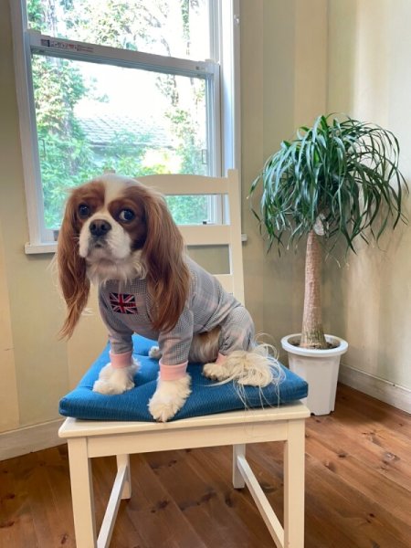 画像6:  10％OFF 【キャバスーツ LIMITED】official pink (6)