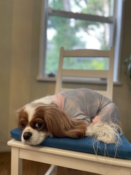 画像8:  10％OFF 【キャバスーツ LIMITED】official pink (8)