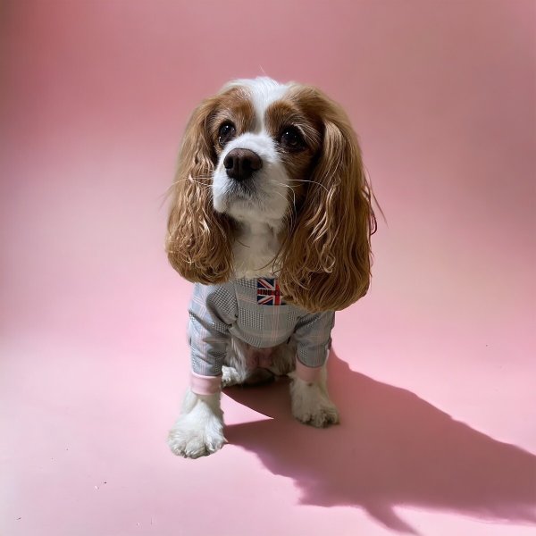 画像3:  10％OFF 【キャバスーツ LIMITED】official pink (3)