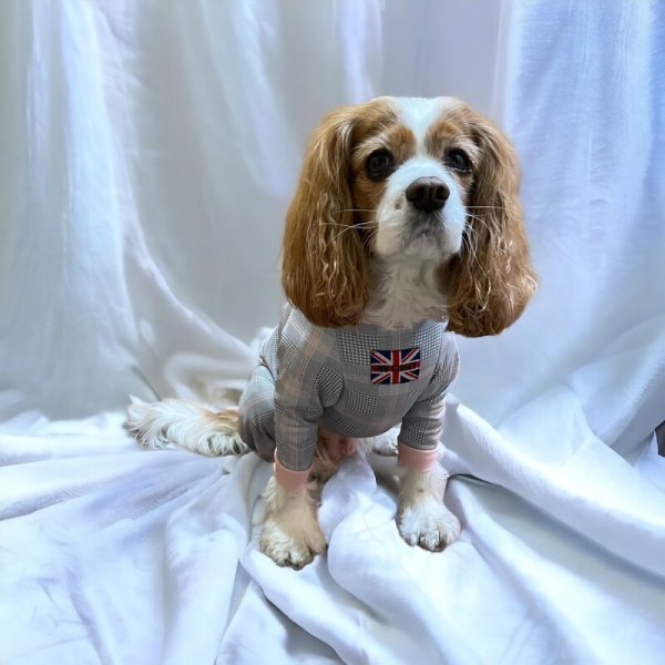 画像5:  10％OFF 【キャバスーツ LIMITED】official pink (5)