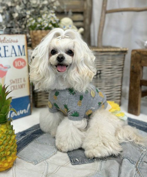 画像8:  【30％OFF】 【as know as de wan】ＮクールパパパパパインＴ (8)