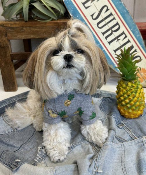 画像15:  【30％OFF】 【as know as de wan】ＮクールパパパパパインＴ (15)