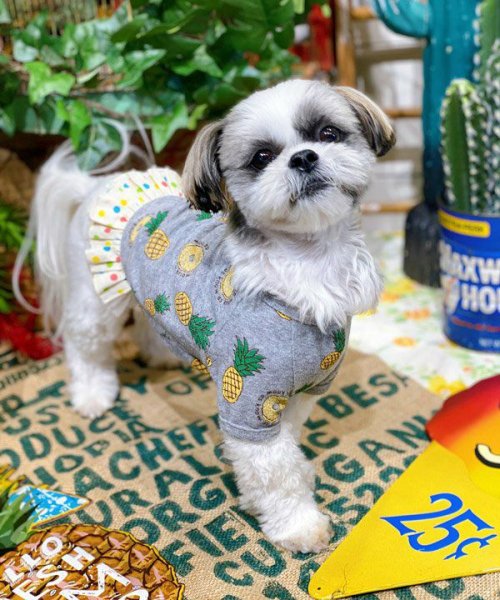 画像22:  【30％OFF】 【as know as de wan】ＮクールパパパパパインＴ (22)