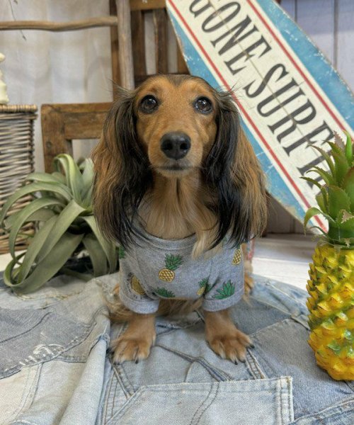 画像17:  【30％OFF】 【as know as de wan】ＮクールパパパパパインＴ (17)