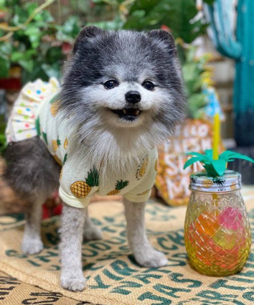 画像26:  【30％OFF】 【as know as de wan】ＮクールパパパパパインＴ (26)