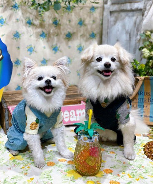 画像34:  【30％OFF】 【as know as de wan】ＮクールパパパパパインＴ (34)