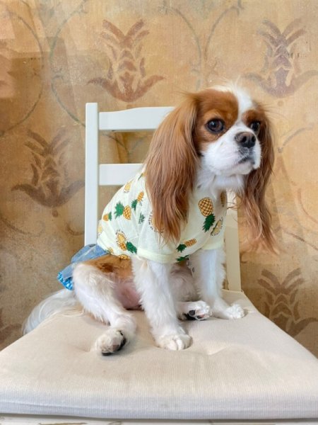 画像2:  【30％OFF】 【as know as de wan】ＮクールパパパパパインＴ (2)