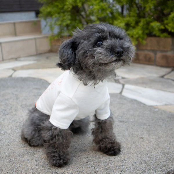 画像11:  【10％OFF】 【UNIVERSAL OVERALL】DOG T-SHIRT (11)