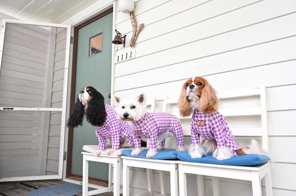 画像9:  10％OFF 【キャバスーツ LIMITED】ギンガムチェック：グレープ (9)