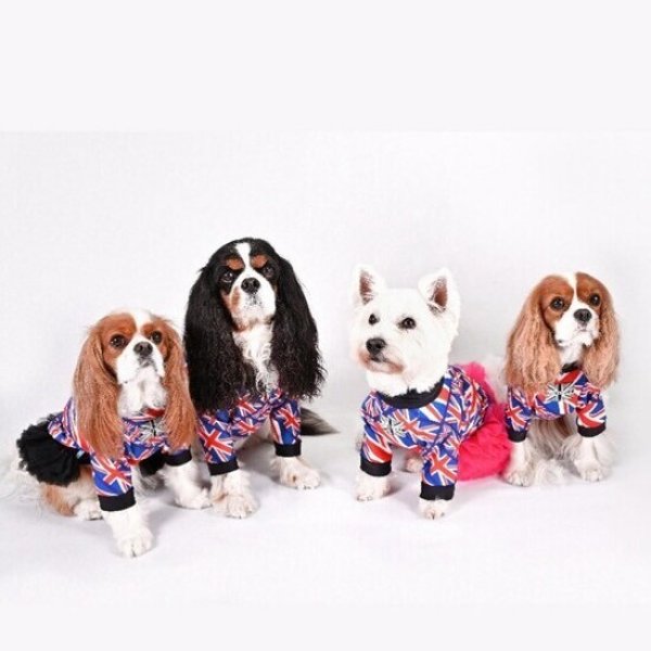 画像7:  30％OFF 【CAVA TEE】UK ORIGINAL (7)