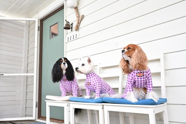 画像8:  10％OFF 【キャバスーツ LIMITED】ギンガムチェック：グレープ (8)