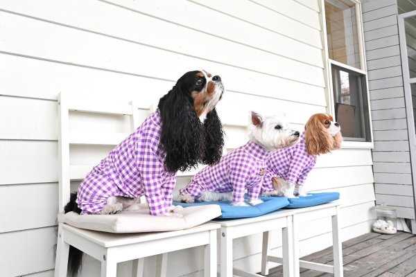 画像10:  10％OFF 【キャバスーツ LIMITED】ギンガムチェック：グレープ (10)