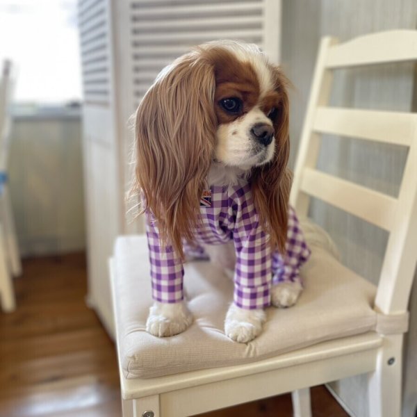 画像7:  10％OFF 【キャバスーツ LIMITED】ギンガムチェック：グレープ (7)