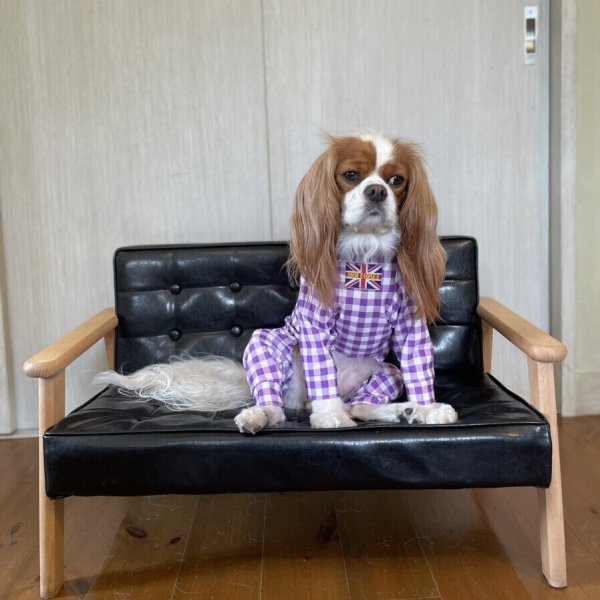 画像3:  10％OFF 【キャバスーツ LIMITED】ギンガムチェック：グレープ (3)