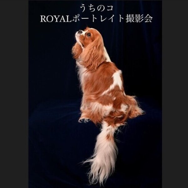 画像1: 【 Ｍ様専用 】うちのコROYALポートレイト撮影会（追加分） (1)