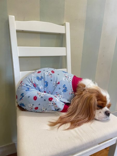 画像5: 【キャバスーツ LIMITED】エレガント (5)