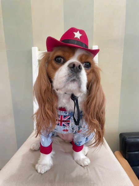 画像6: 【キャバスーツ LIMITED】エレガント (6)